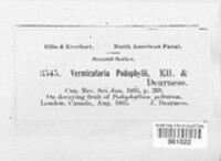 Vermicularia podaphylli image
